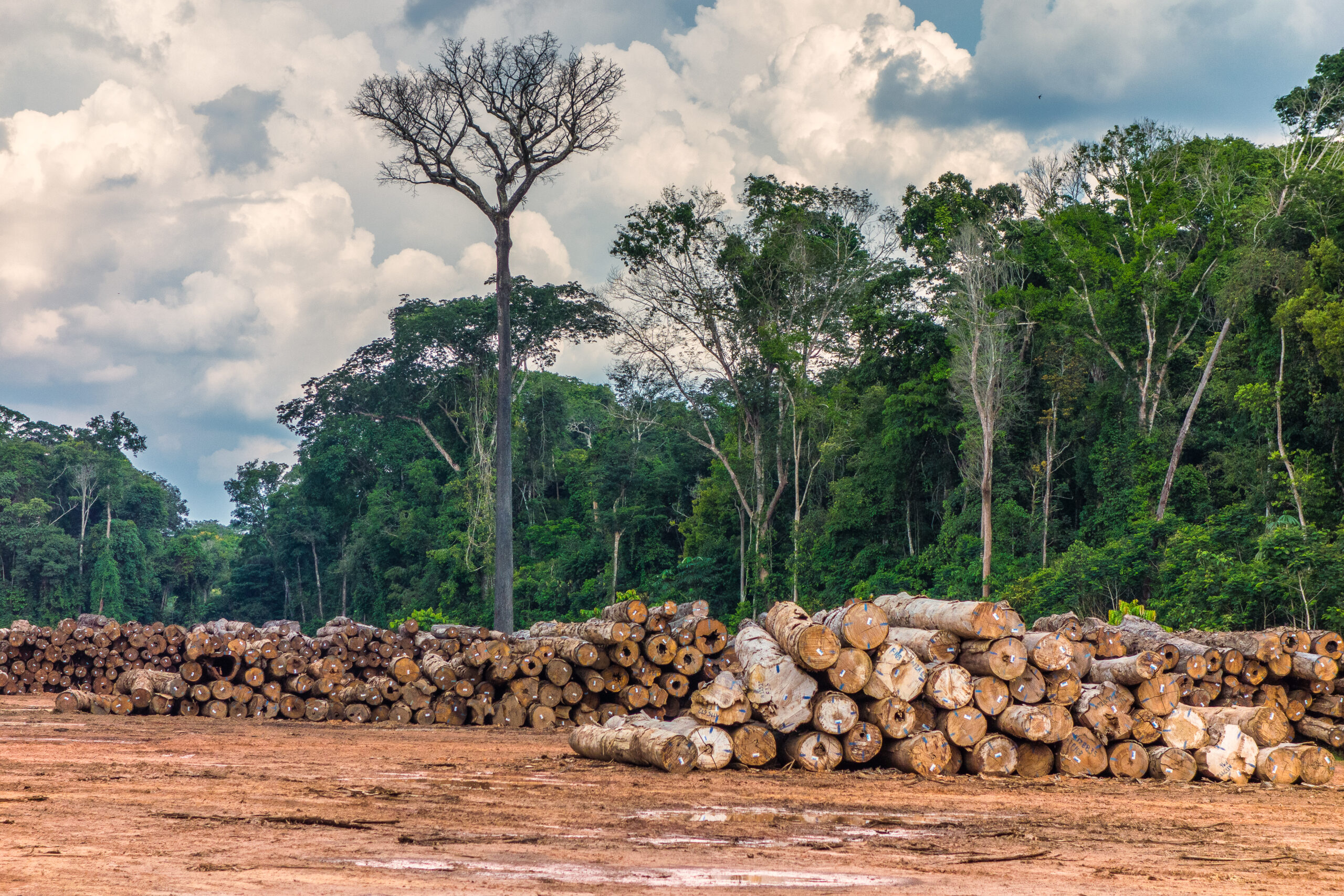 No Amazonas, em 77% da exploração florestal de 2023 não foram encontradas evidências de legalidade