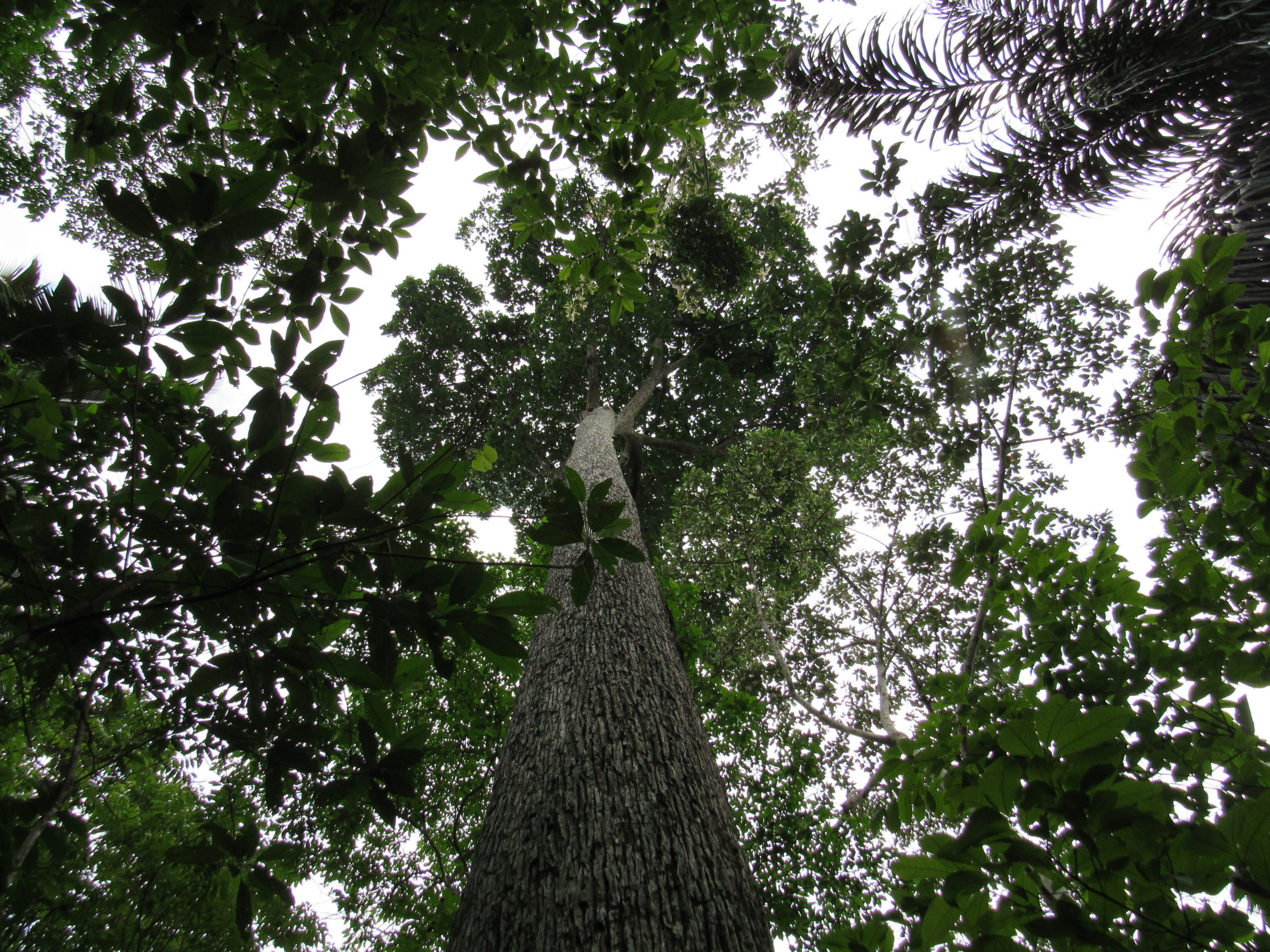 Descobertas em Humaitá revelam riqueza ecológica ligada à domesticação de plantas na Amazônia 